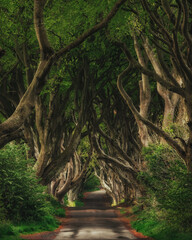 Forest and road in ireland. Travel and adventure. Landscape with alley trees. Dark Hedges. Game of Thrones location