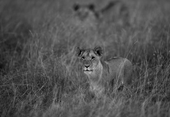 lion in the evening hours at Masai Mara, Kenya