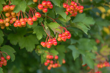Obraz premium Viburnum opulus red berries and leaves outdoor in autumn fall.