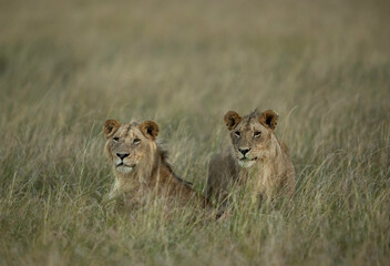 A pair of lions in the evening hours at Masai Mara, Kenya