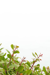 Plant background, Malibu California