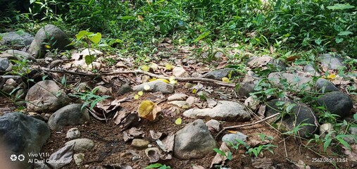 Obraz premium moss on the ground