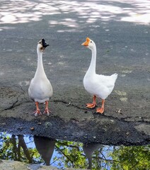 geese on the beach