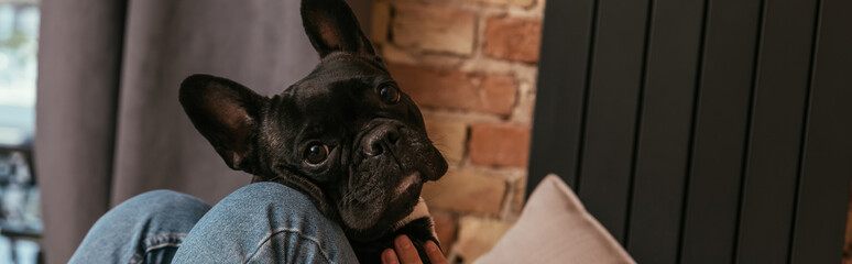 website header of black french bulldog near girl in living room