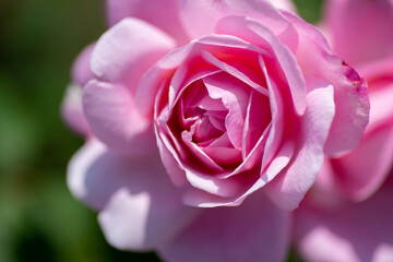 pink rose close up
