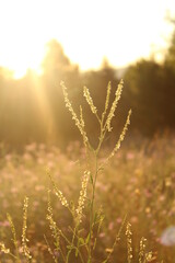 Fototapeta premium Country landscape at sunrise 