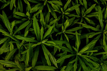 Naklejka na ściany i meble plants, leaves, green, nature, texture, background