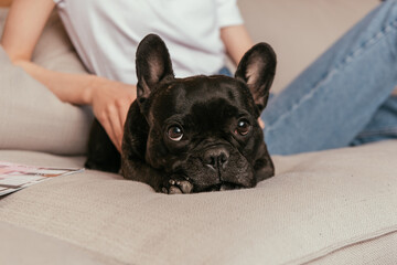 cropped view of young woman touching black french bulldog