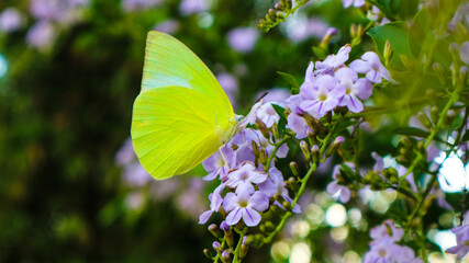 butterfly on a flower