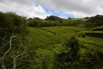 Fototapeta na wymiar tea terrace in Azores