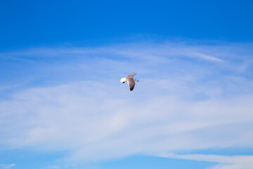 Flight of a sea bird on a blue sky with clouds.Horizontally.