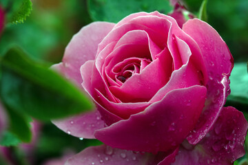Rose im Regen