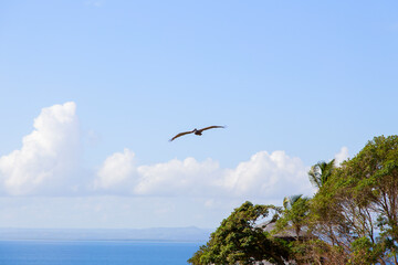 Fototapeta na wymiar Flight of a sea bird on a blue sky with clouds.Horizontally.