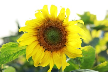 Sunflower natural background. Sunflower blooming. Sunflower field landscape close-up