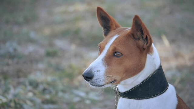 expressive muzzle breed Basenji dog close-up, pet in a collar looks carefully into the distance, smart look of a pedigreed dog smooth-haired two-tone male.