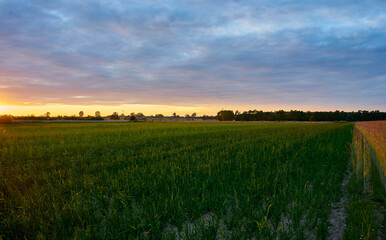 field of oats in the rays of the setting sun in spring