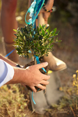 Planting a small olive tree 