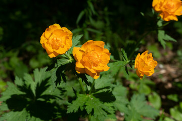 Group of bright orange flowers on a green background.