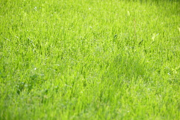 green grass background