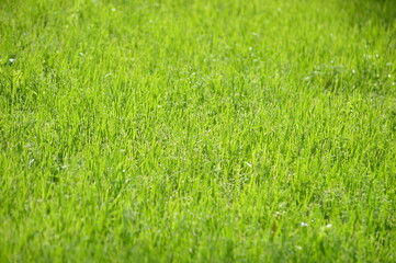 green grass background