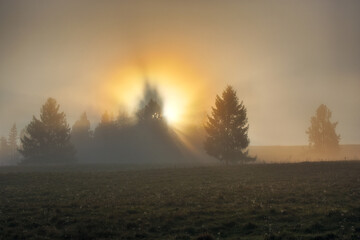 light beams through the trees in the wood