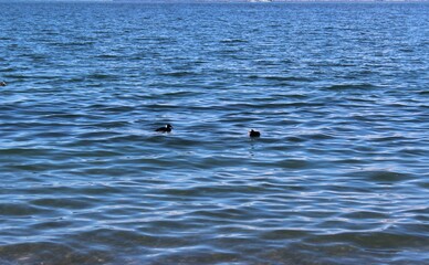 Naklejka premium Surf scoters on the water in Semiahmoo Bay