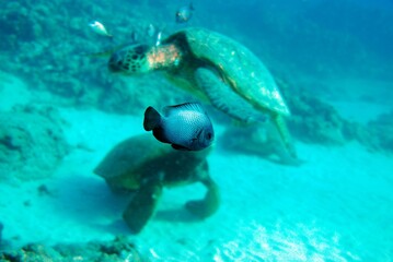 Turtle and fish underwater