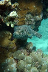 Fish swimming near coral