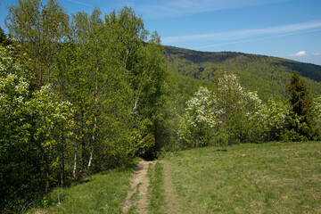 spring path in the countryside in the mountains