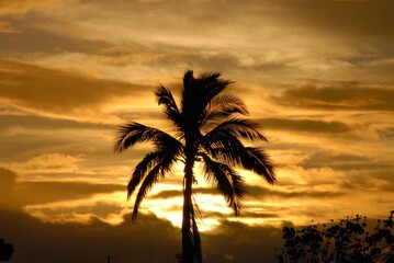 Naklejka na ściany i meble Palm tree silhouette at sunset