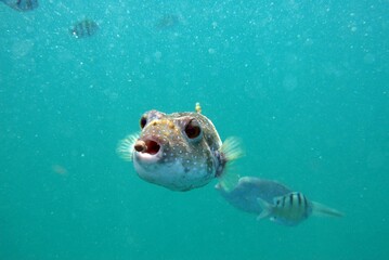 Deflated puffer fish eating