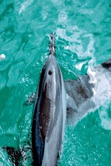 Naklejka premium Dolphin blowhole