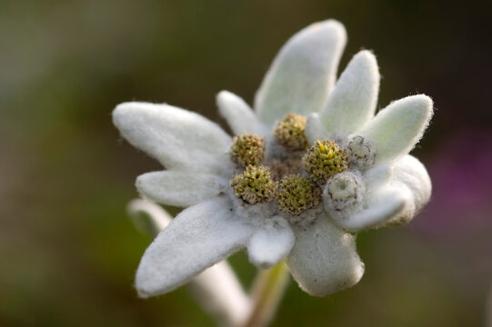 Close up on rare alpine mountain blooming flower edelweiss (Leontopodium alpinum) in natural environment