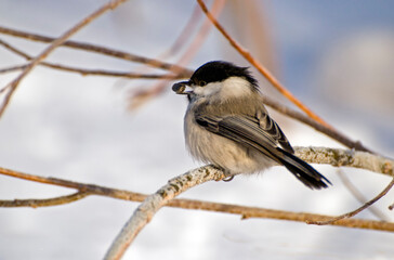 Common tit (Parus montanus) with sunflower seeds on a frosty winter morning. Khanty-Mansiysk. Western Siberia. Russia.