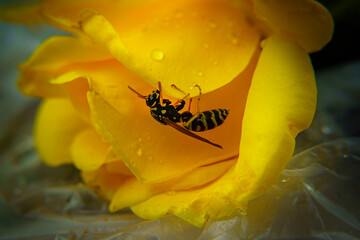 Plan rapproché d'une guêpe s'accrochant à des pétales de rose de couleur jaune sur lesquelles...