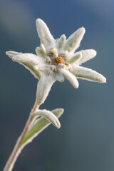 Close up on rare alpine mountain blooming flower edelweiss (Leontopodium alpinum) in natural...