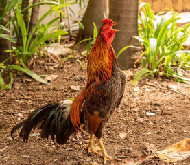 The rooster is crowing