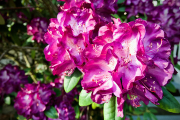 Pink flowers - Rhododendron ferrugineum