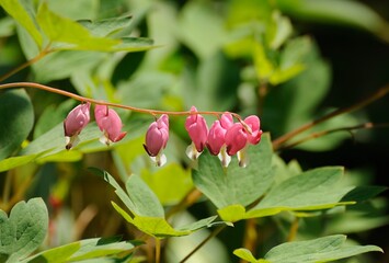 Branch flowers bleeding heart (Dicentra spectabilis) in the garden, on a Sunny day.