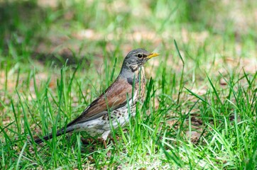 Fieldfare (Turdus pilaris) in the grass on a spring day. Moscow region. Russia.