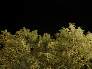 pristine white snow covered trees with dark star night sky background