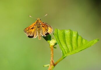 Large Skipper (Ochlodes sylvanus) on a summer green leaf. Moscow region. Russia.