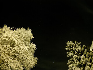 pristine white snow covered trees with dark star night sky background