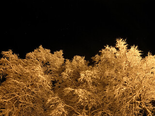 pristine white snow covered trees with dark star night sky background