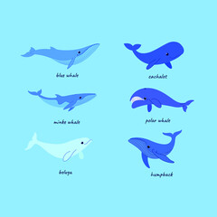 Naklejka premium Cartoon whale sketch line icon. Different type of whale - sperm whale, blue whale, humpback whale, polar whale, beluga.