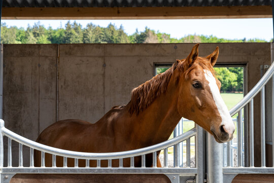 Pferd im Stall