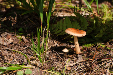Small inedible mushrooms in a forest clearing on a Sunny August morning. Moscow region. Russia.