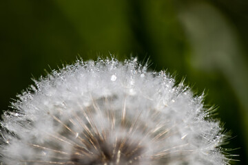 Obraz premium Dandelion blowball macro view