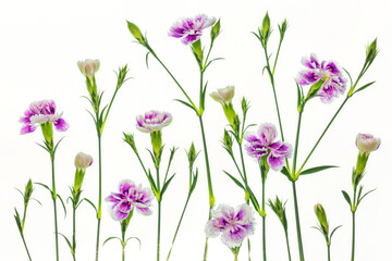 Pink carnation flowers with a white background