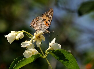 Painted lady butterfly on the flowers of mock orange on a Sunny day.